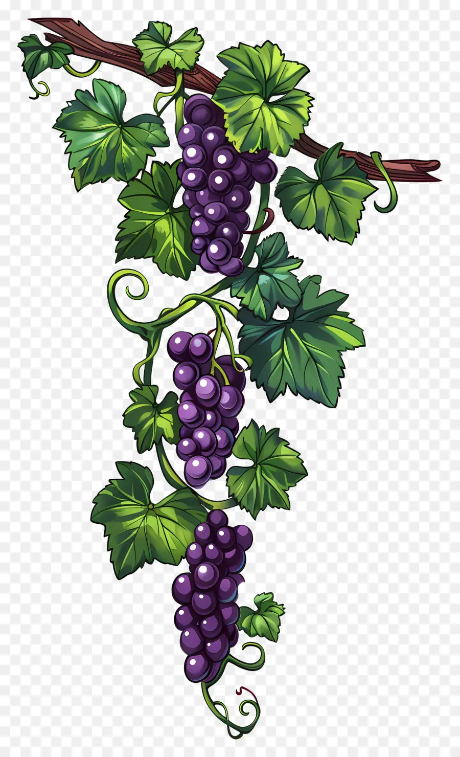 Videira，Uvas PNG