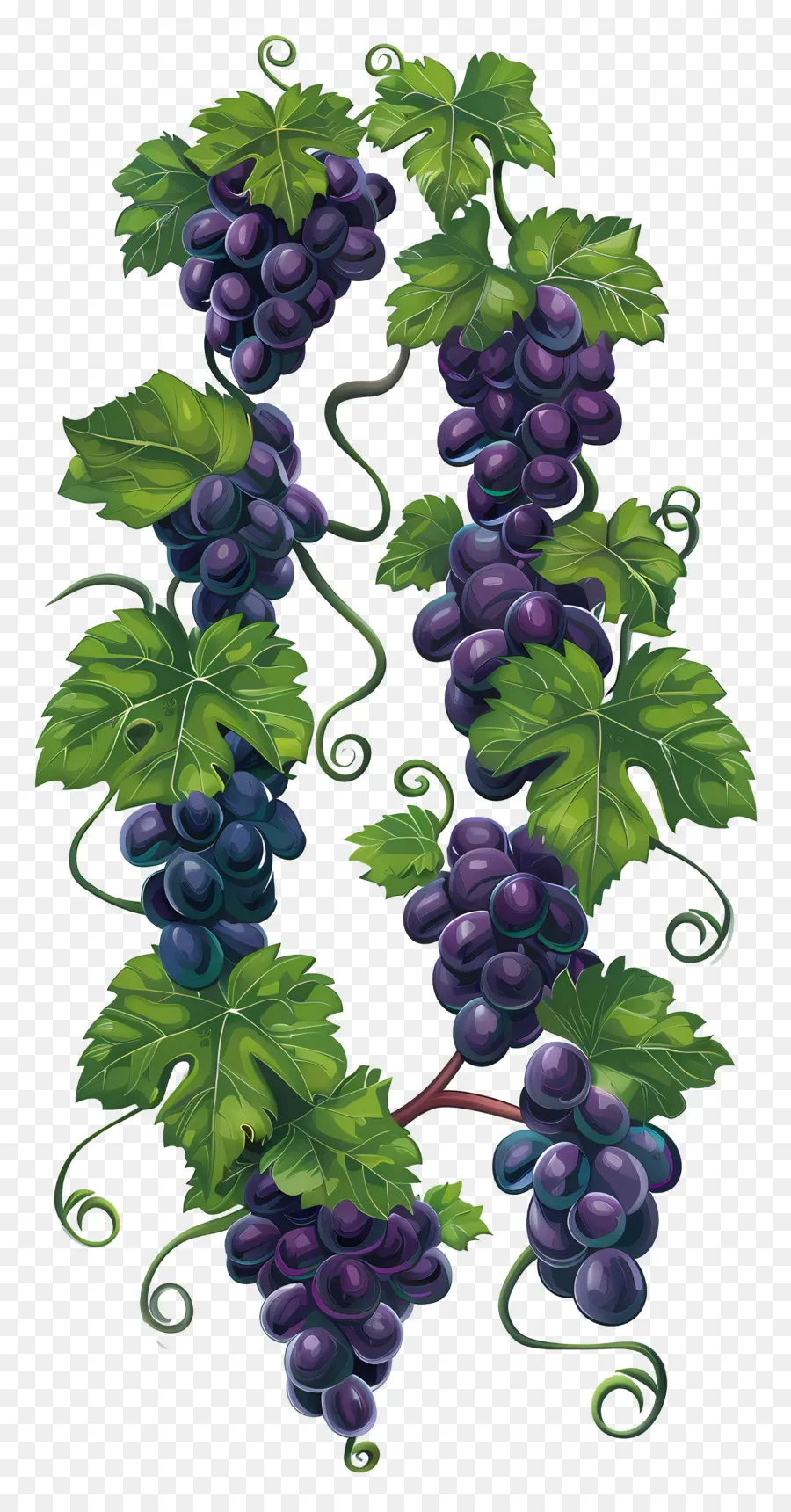 Videira，Uvas PNG