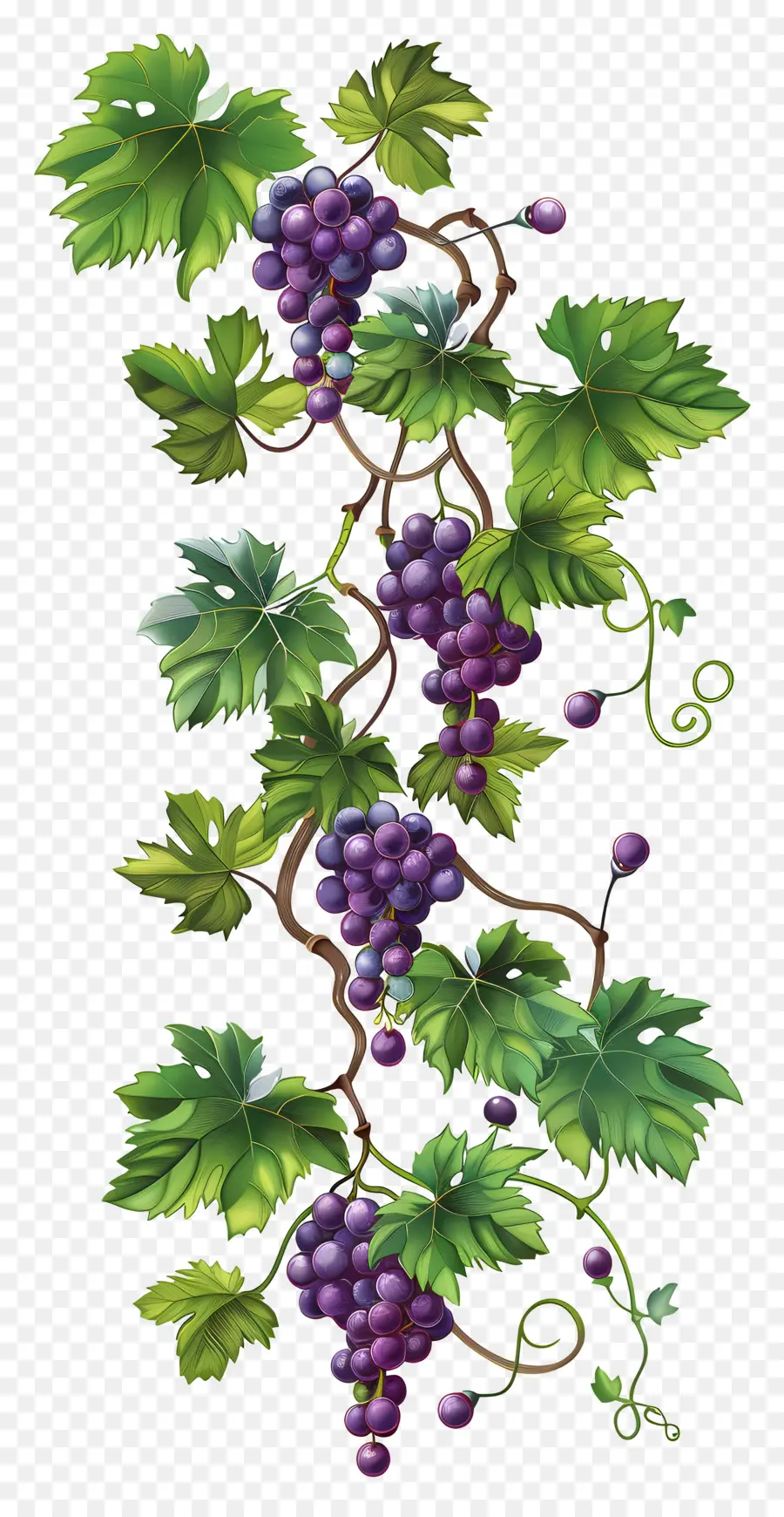 Videira，Uvas PNG