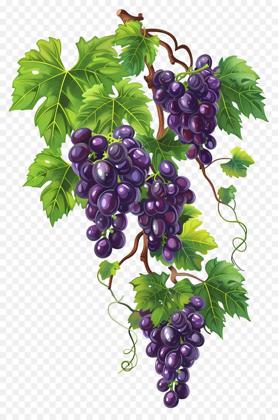 Videira，Uvas PNG