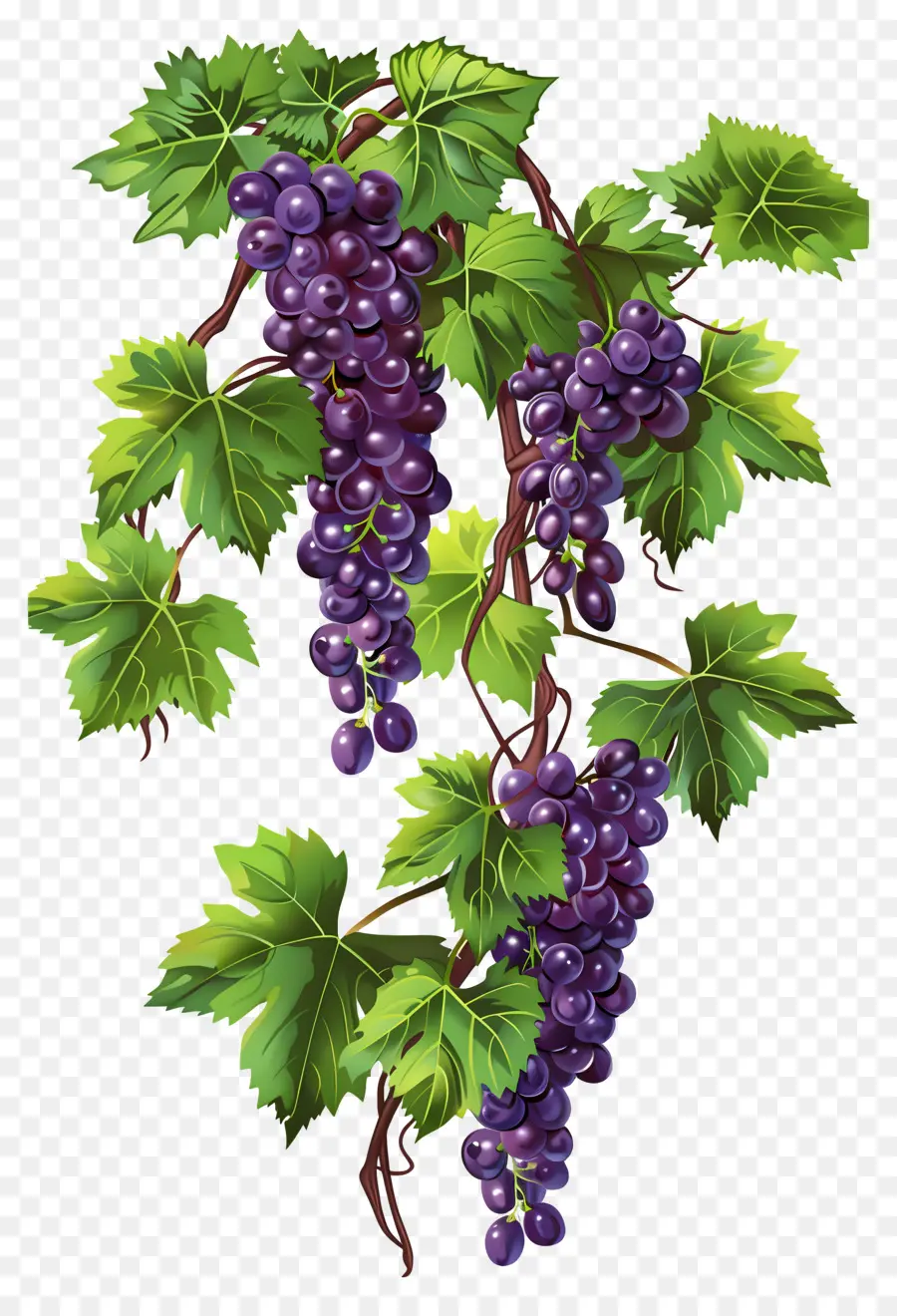 Videira，Uvas PNG