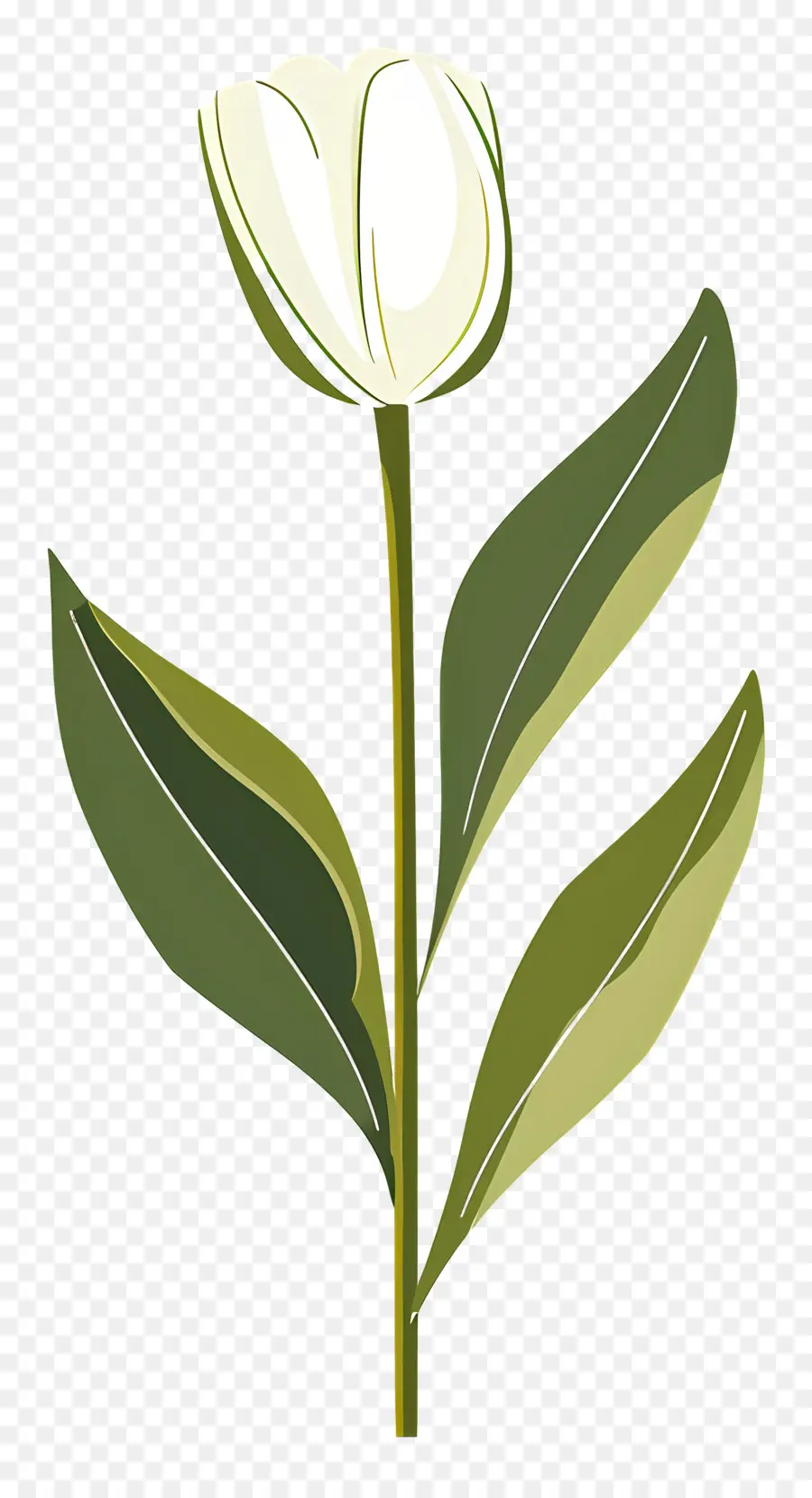 Flor única，Tulipa Branca PNG