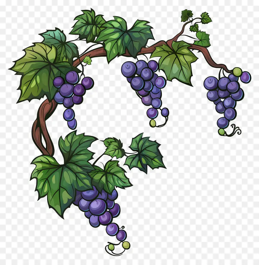 Videira，Uvas PNG