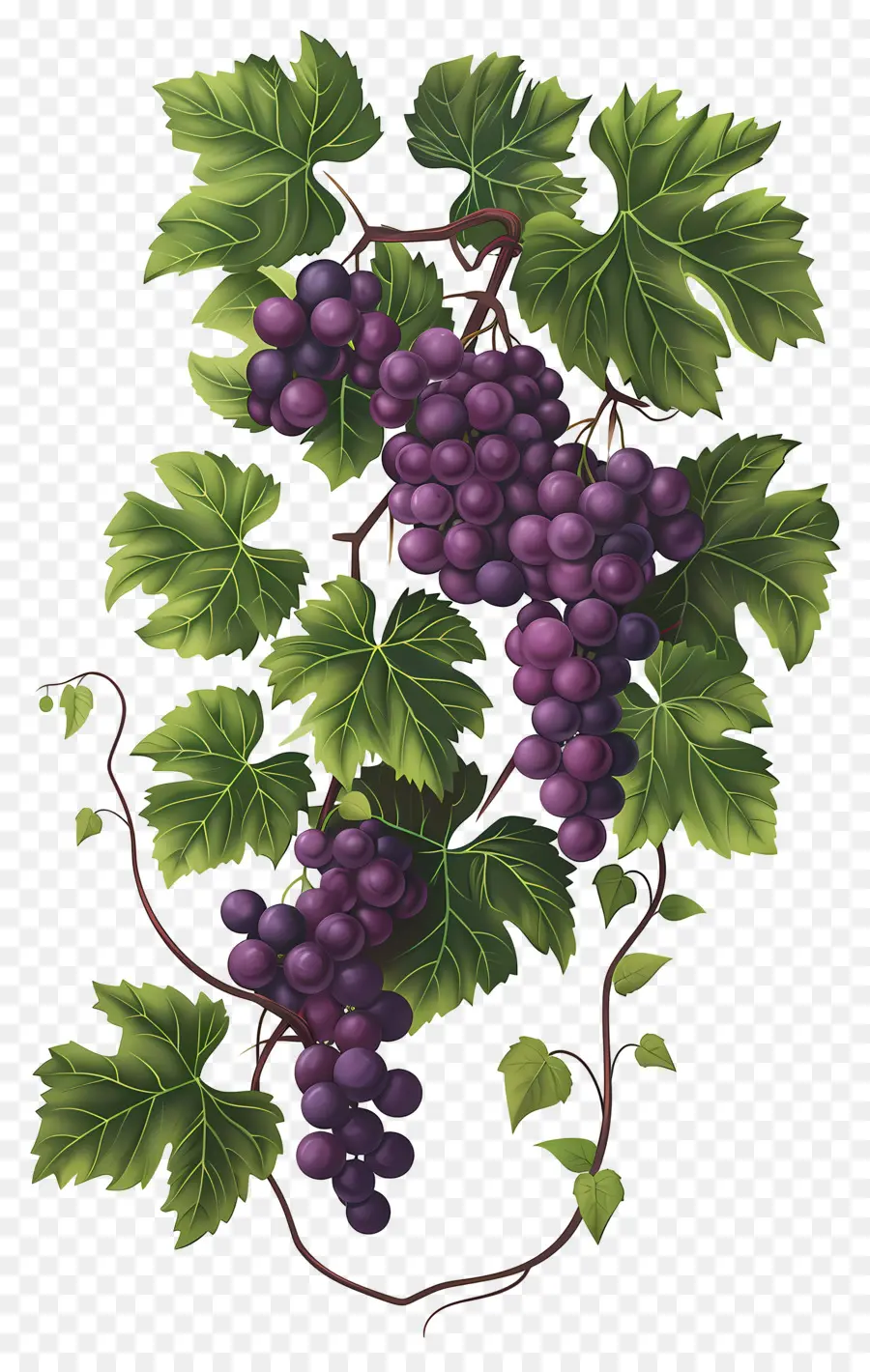 Videira，Uvas PNG