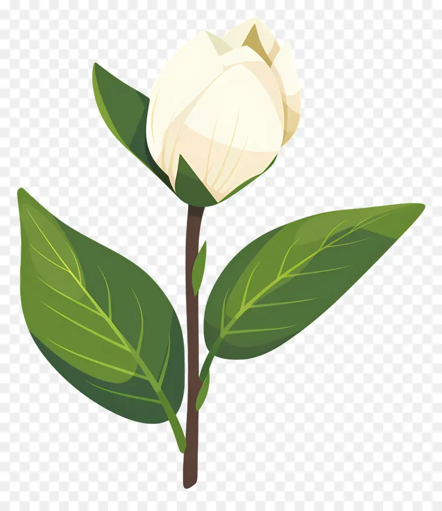 Flor única，Flor Branca PNG