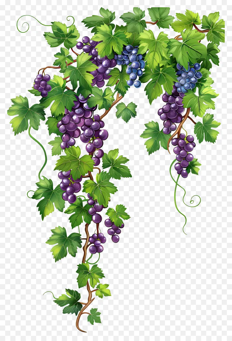 Videira，Uvas PNG