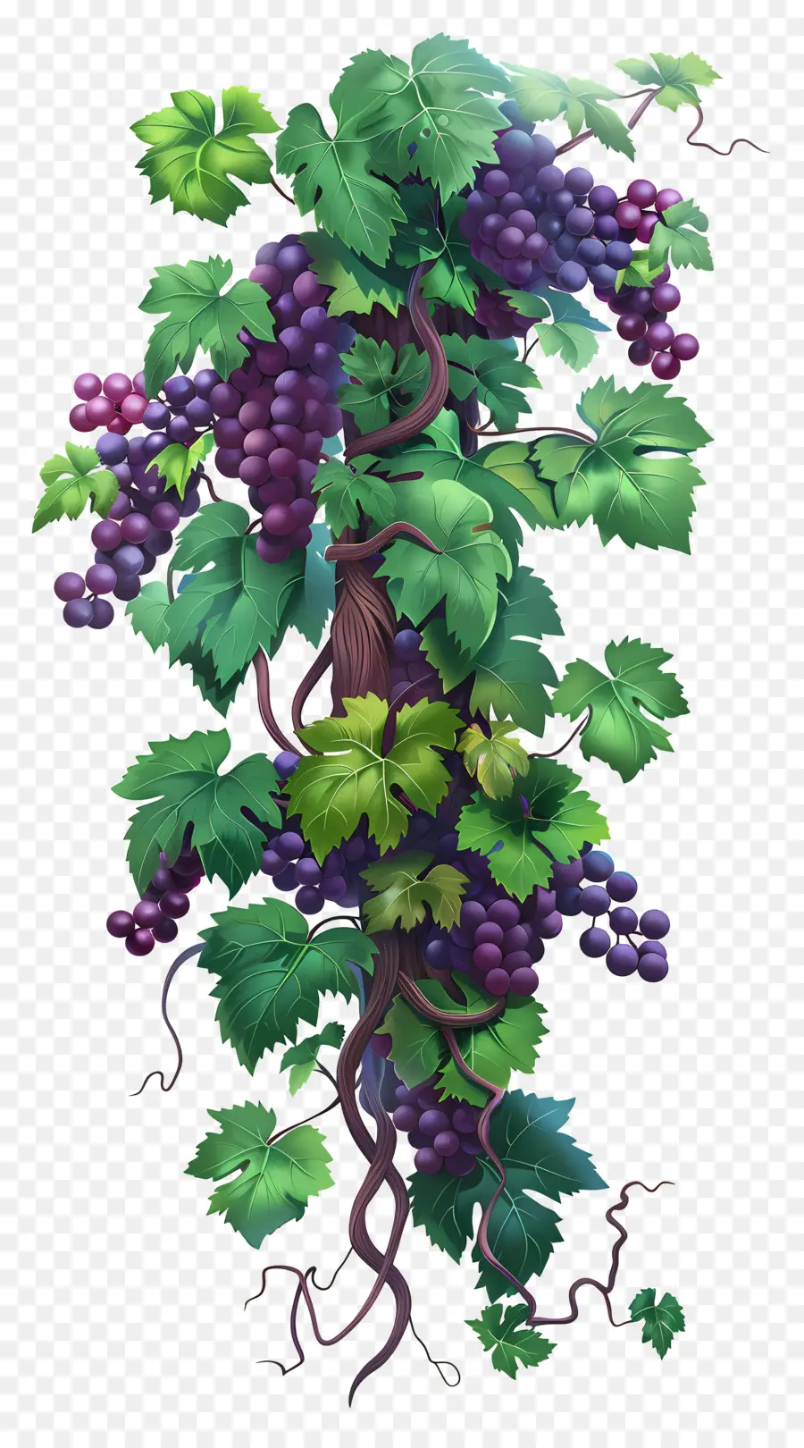 Videira，Uvas PNG