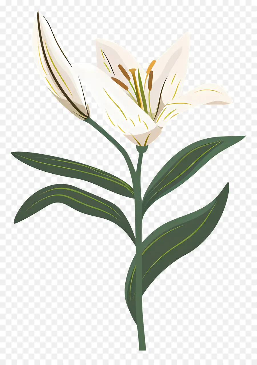 Flor única，Lírio Branco PNG