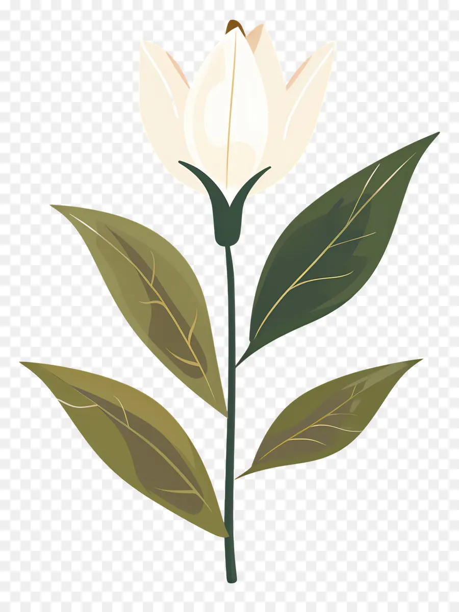 Flor única，Flor Branca PNG