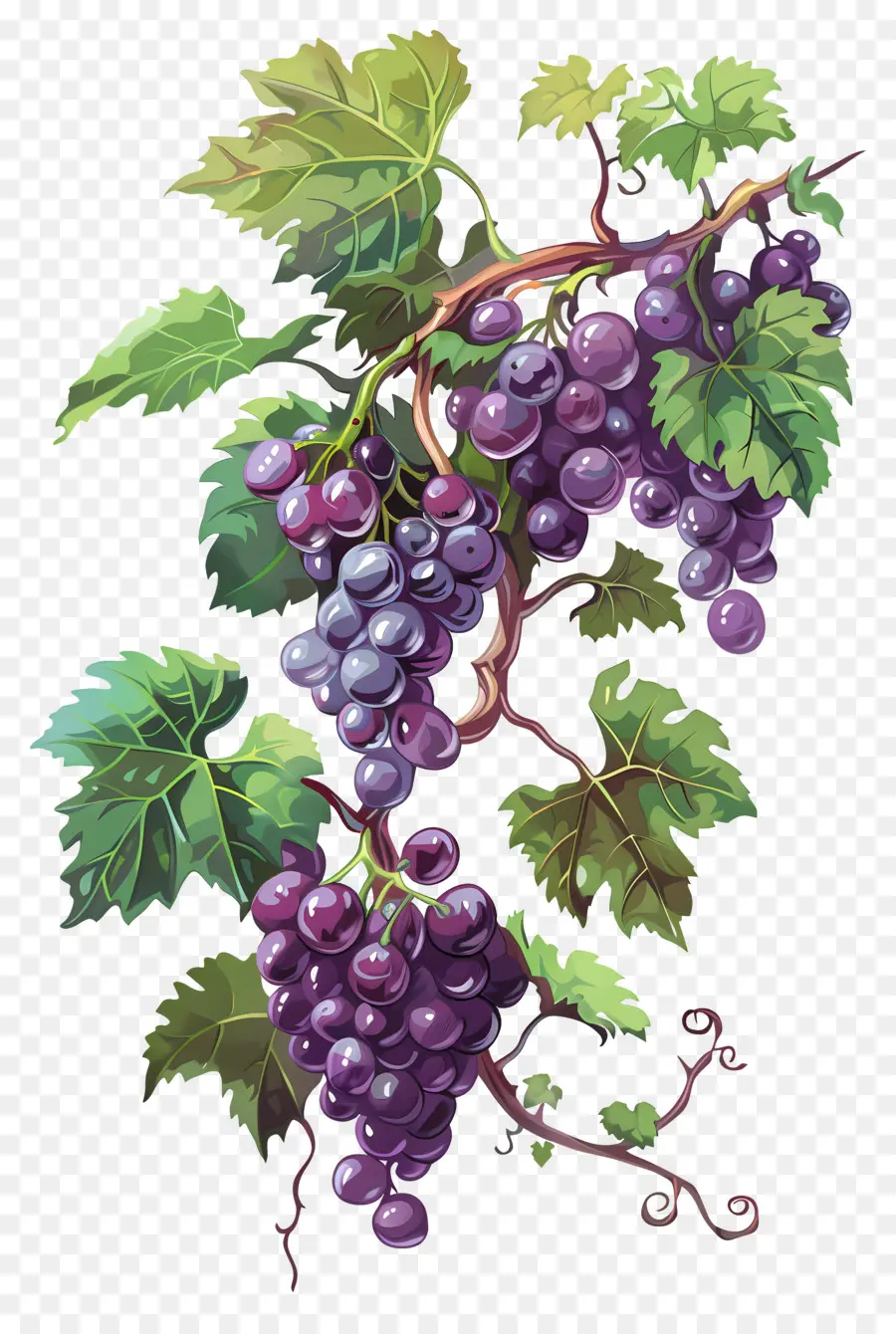 Videira，Uvas PNG