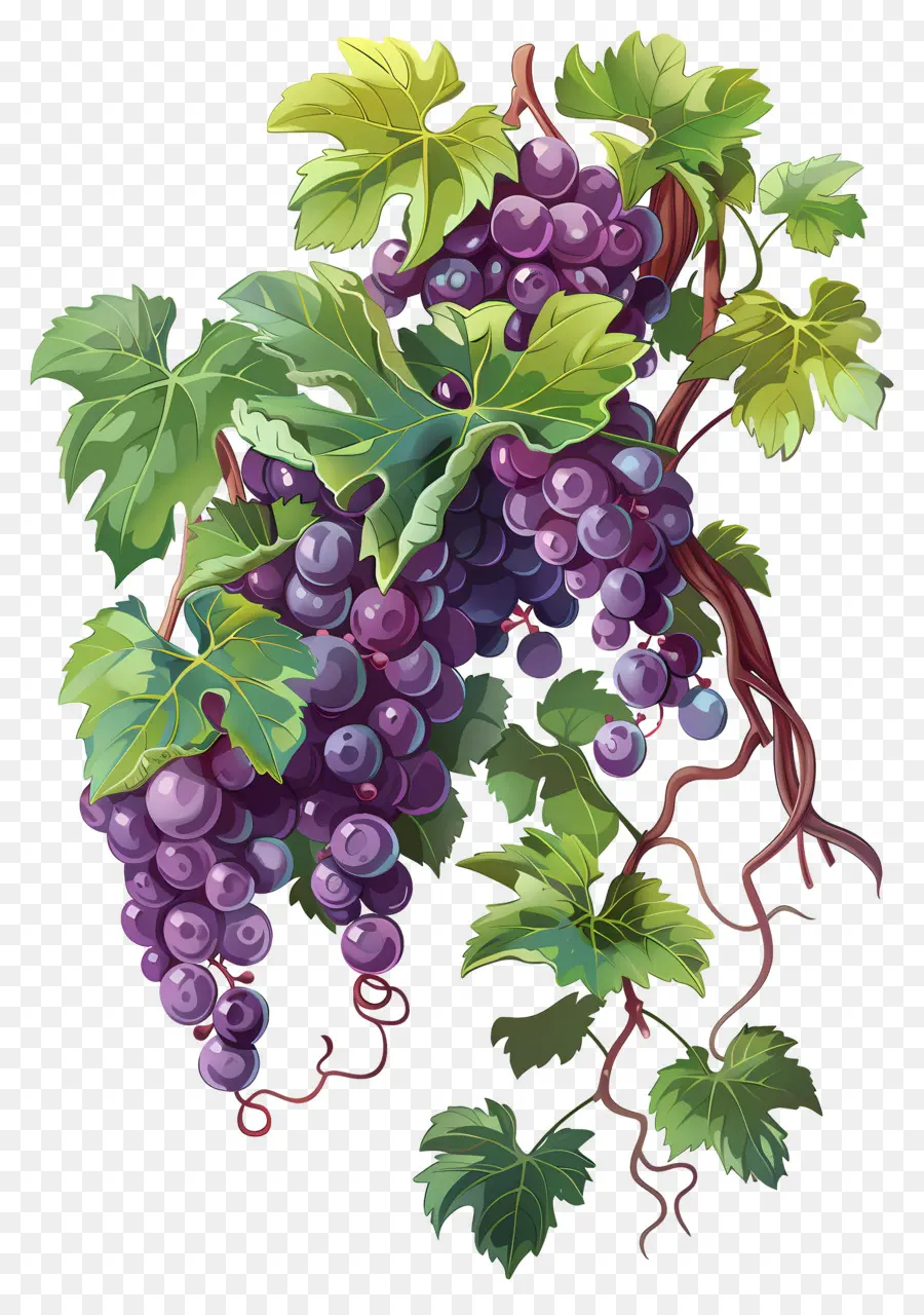 Videira，Uvas PNG