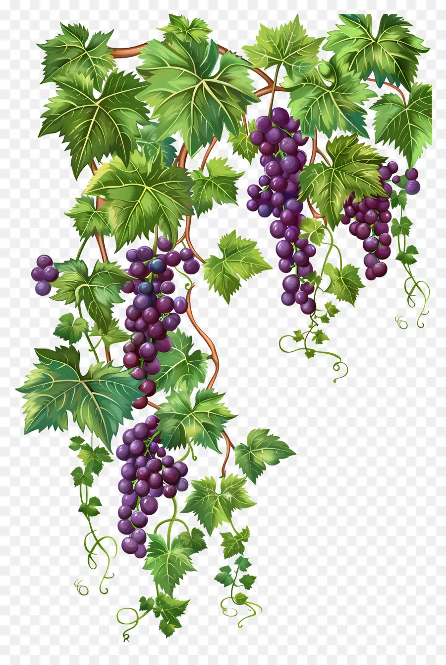 Videira，Uvas PNG