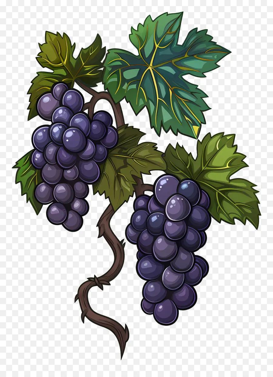 Videira，Uvas Azuis PNG