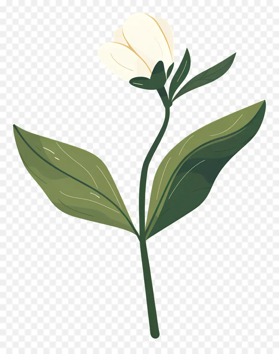 Flor única，Flor Branca PNG