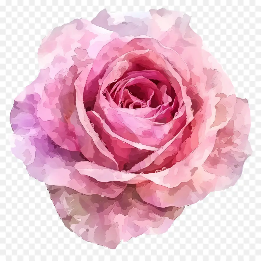 Aquarela Rosa，Flor Rosa PNG