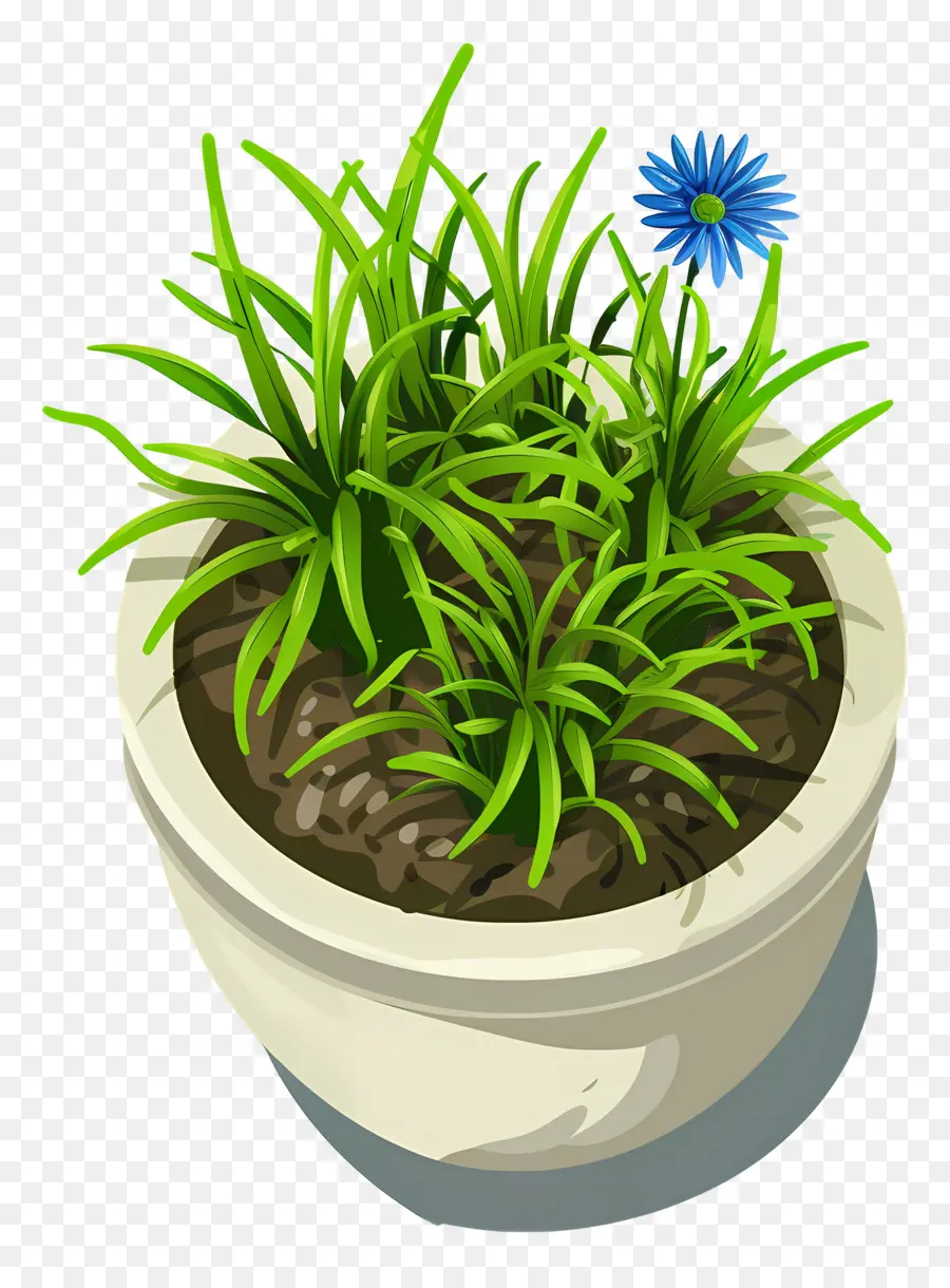 Vista Superior Das Plantas，Vaso De Planta Com Flor Azul PNG