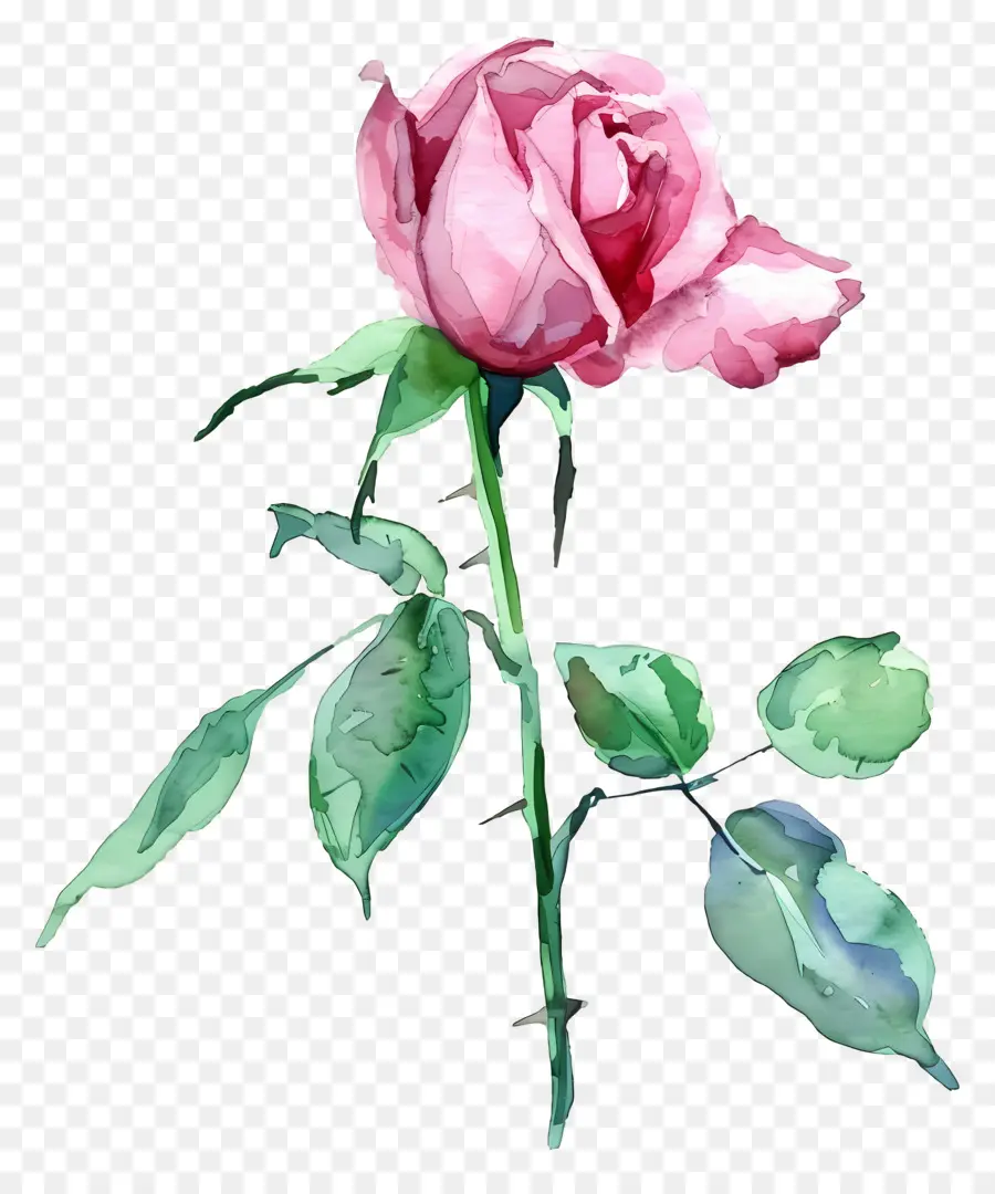 Aquarela Rosa，Rosa Vermelha PNG