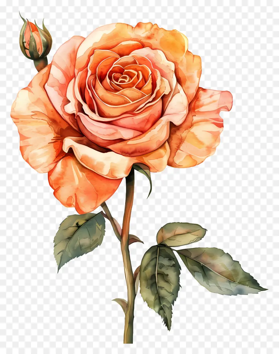 Aquarela Rosa，Buquê De Rosas Rosa PNG