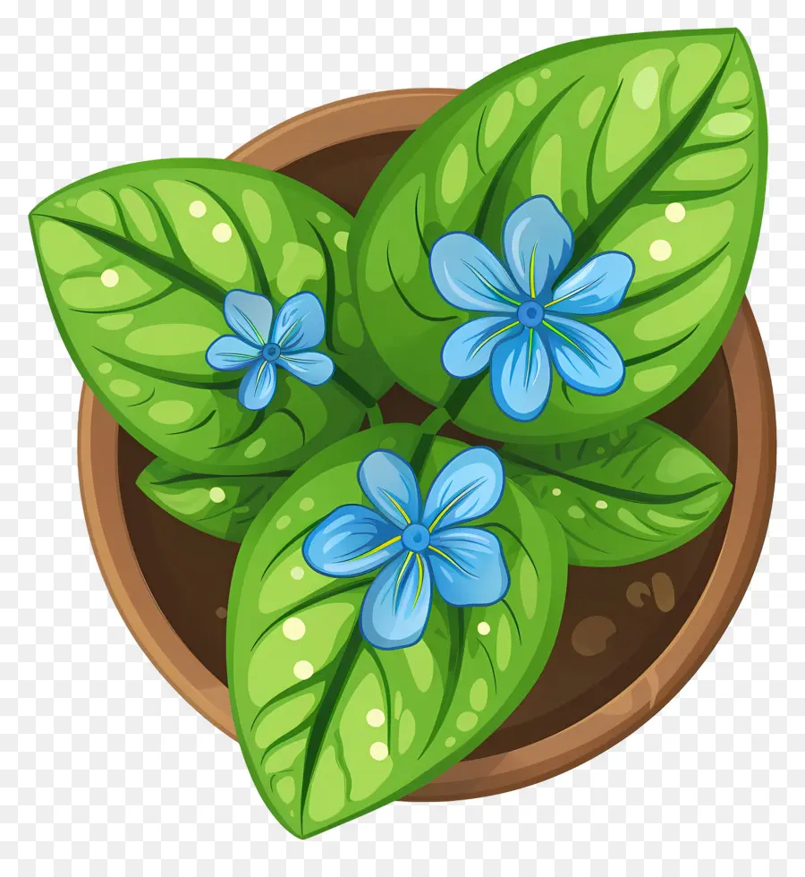 Vista Superior Das Plantas，Vaso De Planta Com Flor Azul PNG