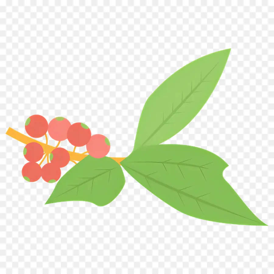 Planta De Café，Folhas PNG