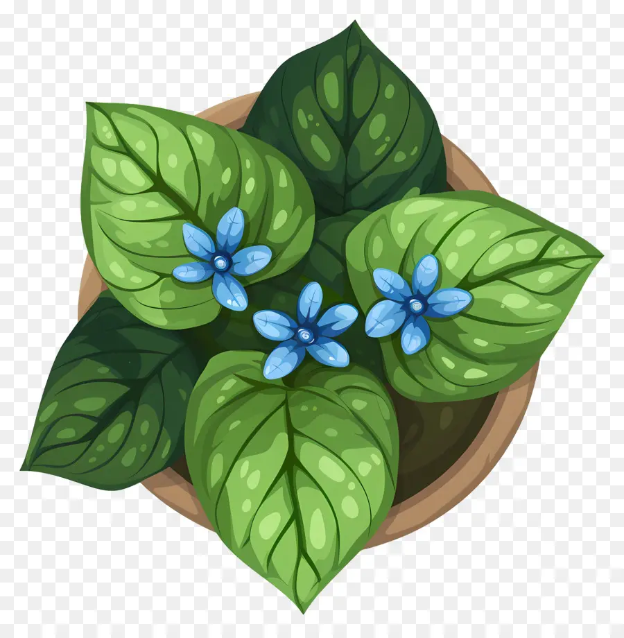 Vista Superior Das Plantas，Planta Em Vaso PNG