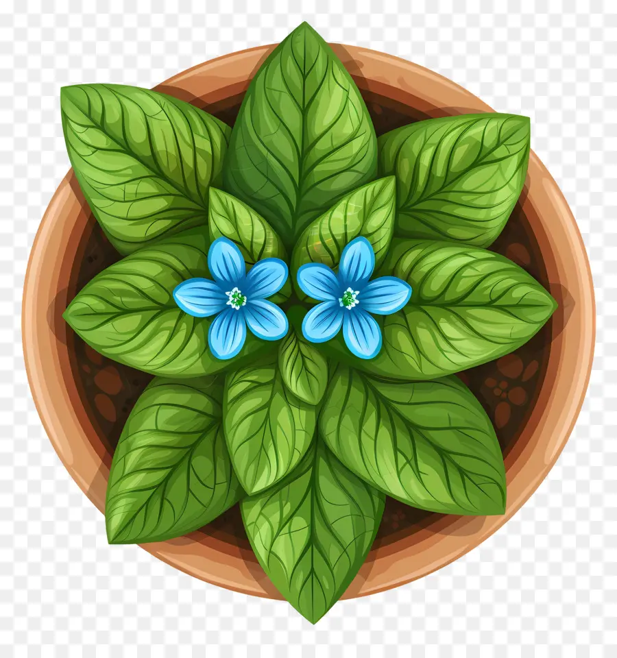 Vista Superior Das Plantas，Vaso De Planta Com Flor Azul PNG