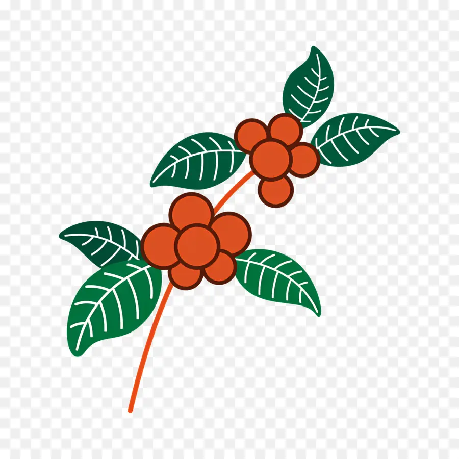 Planta De Café，Folhas PNG