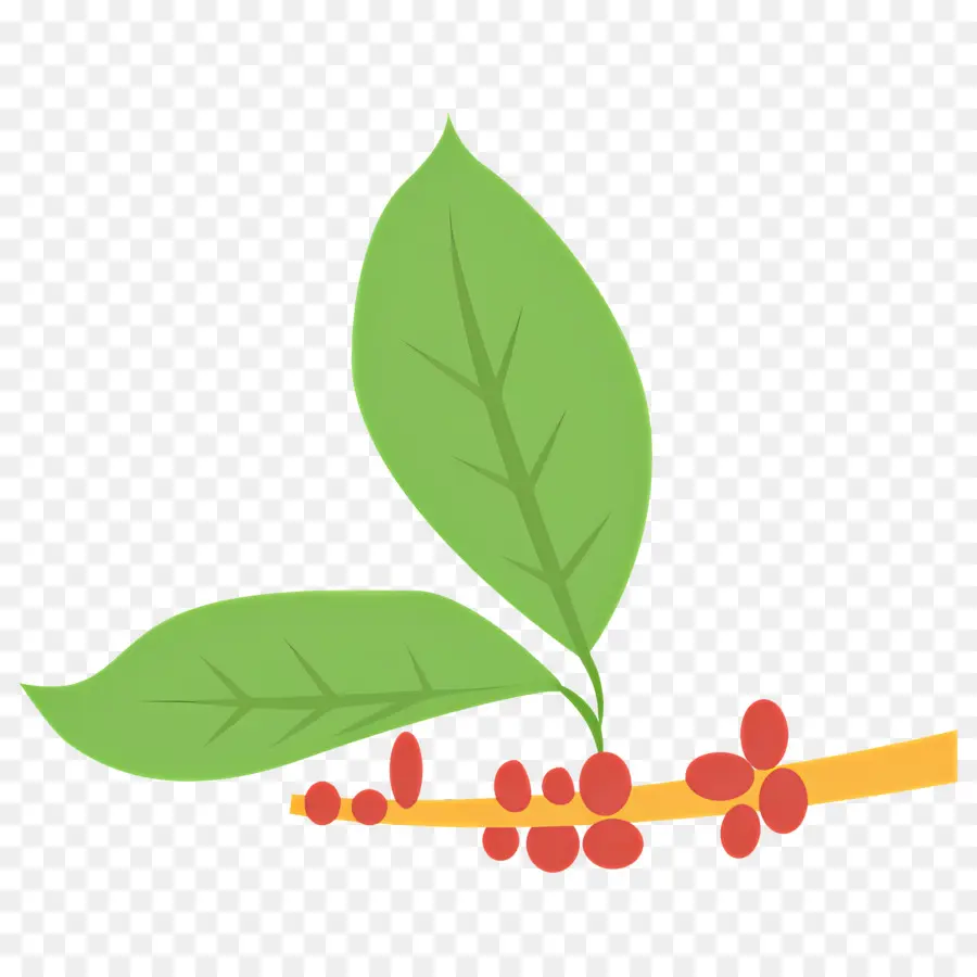 Planta De Café，Folhas PNG