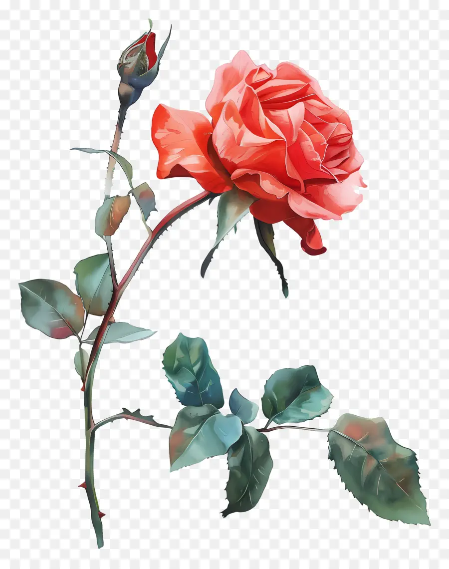 Aquarela Rosa，Rosa Vermelha PNG