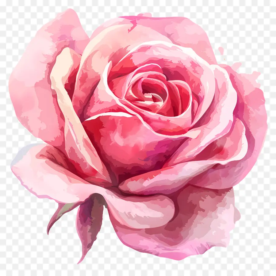 Aquarela Rosa，Rosa Rosa PNG