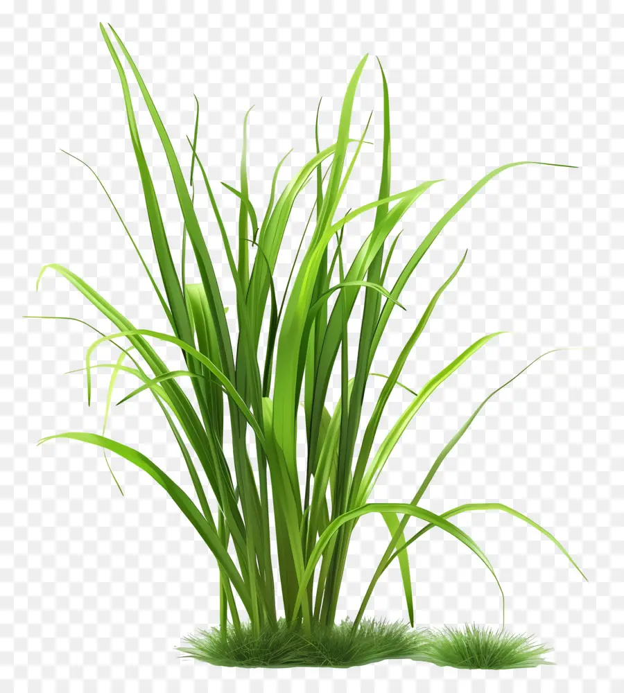 Planta De Grama，Grama Verde Brilhante PNG