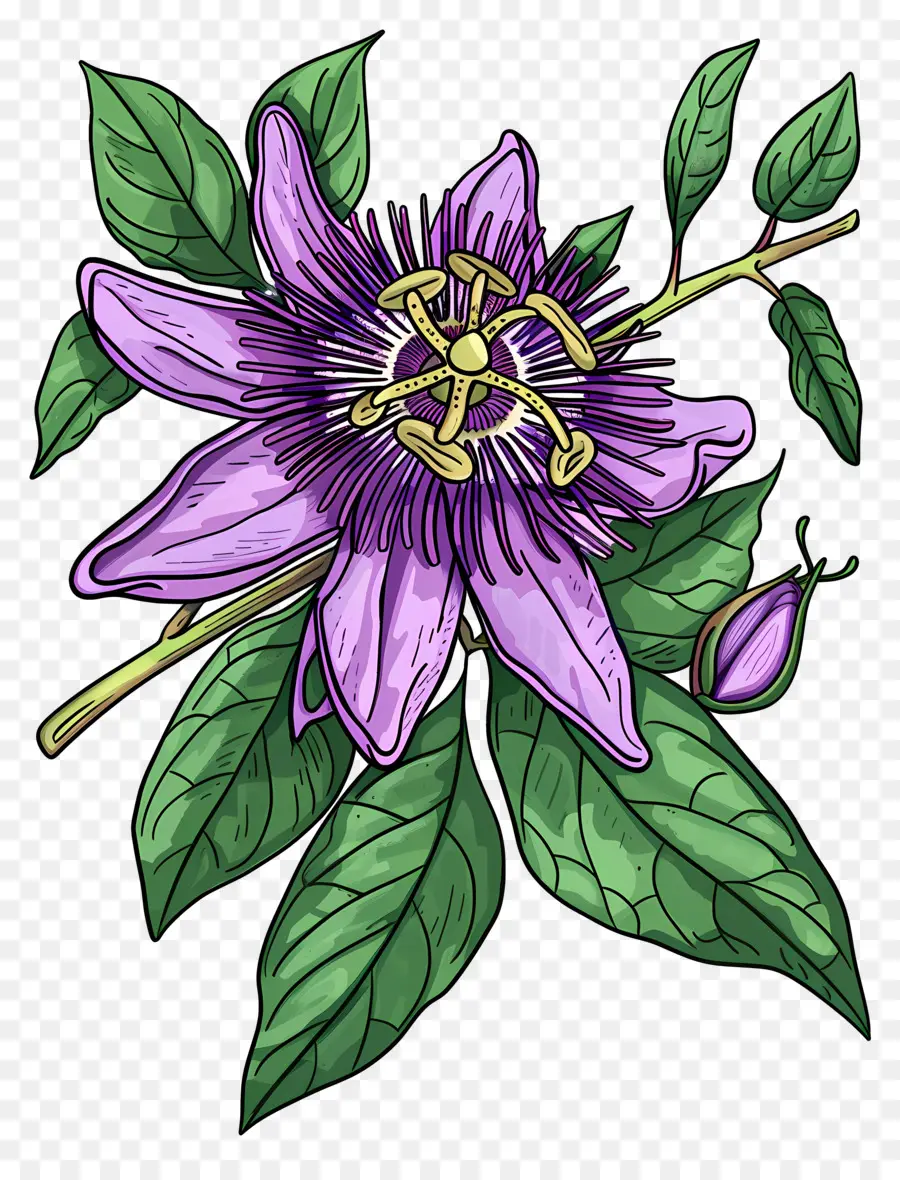 Flor Desabrochando，Passiflora PNG