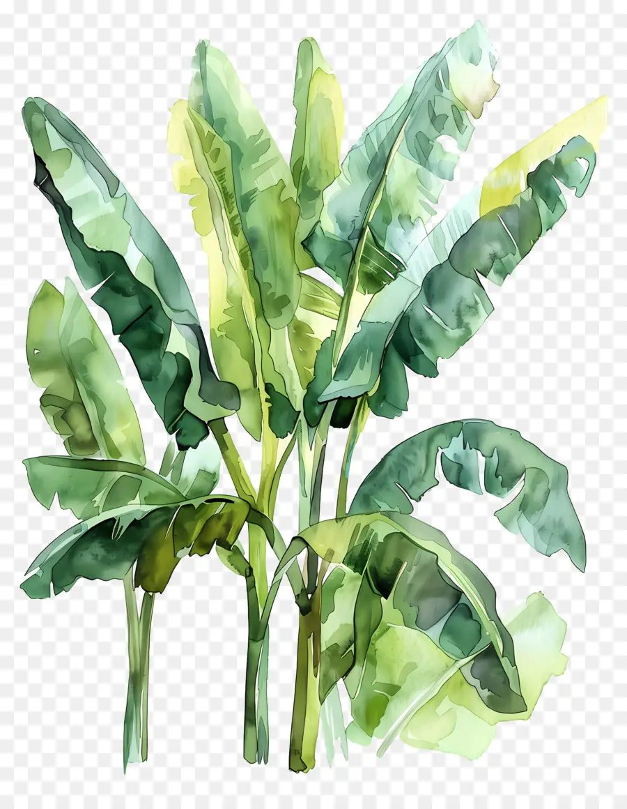 Bananeira，Planta De Bananeira Verde PNG