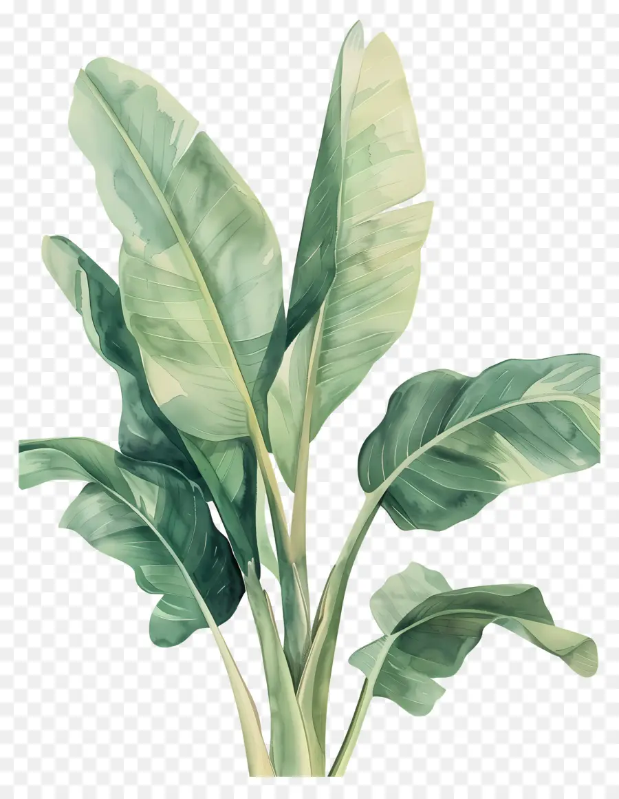 Bananeira，Planta De Bananeira Verde PNG