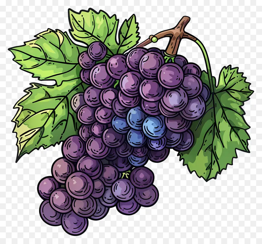 Uvas，Uvas Roxas PNG