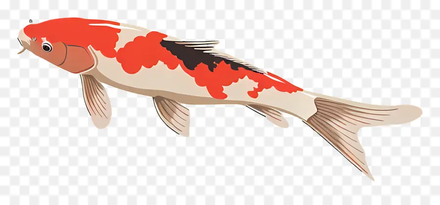 Peixe Koi，Peixe PNG