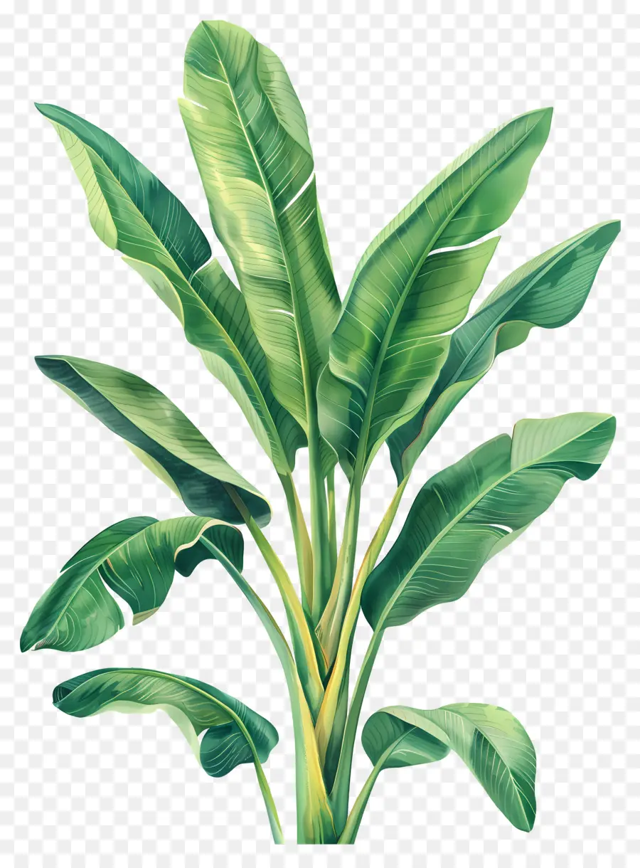 Bananeira，Planta Verde PNG