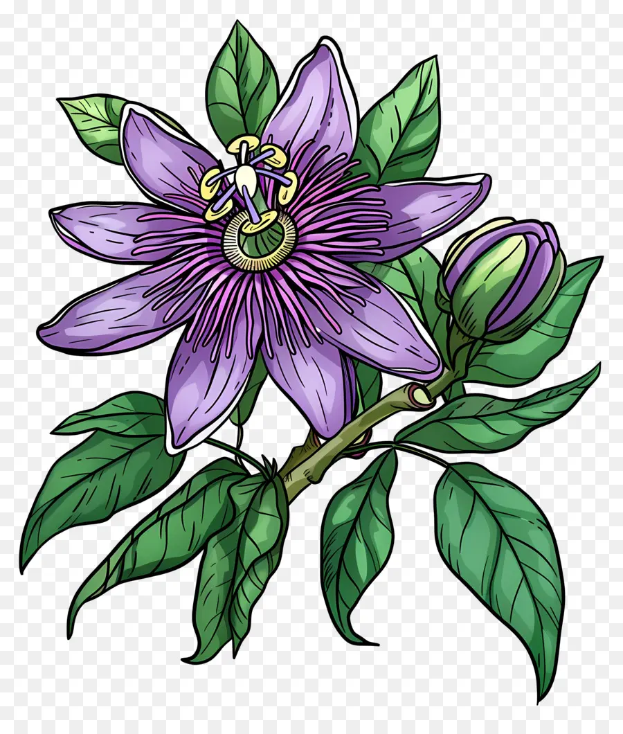 Flor Desabrochando，Passiflora PNG