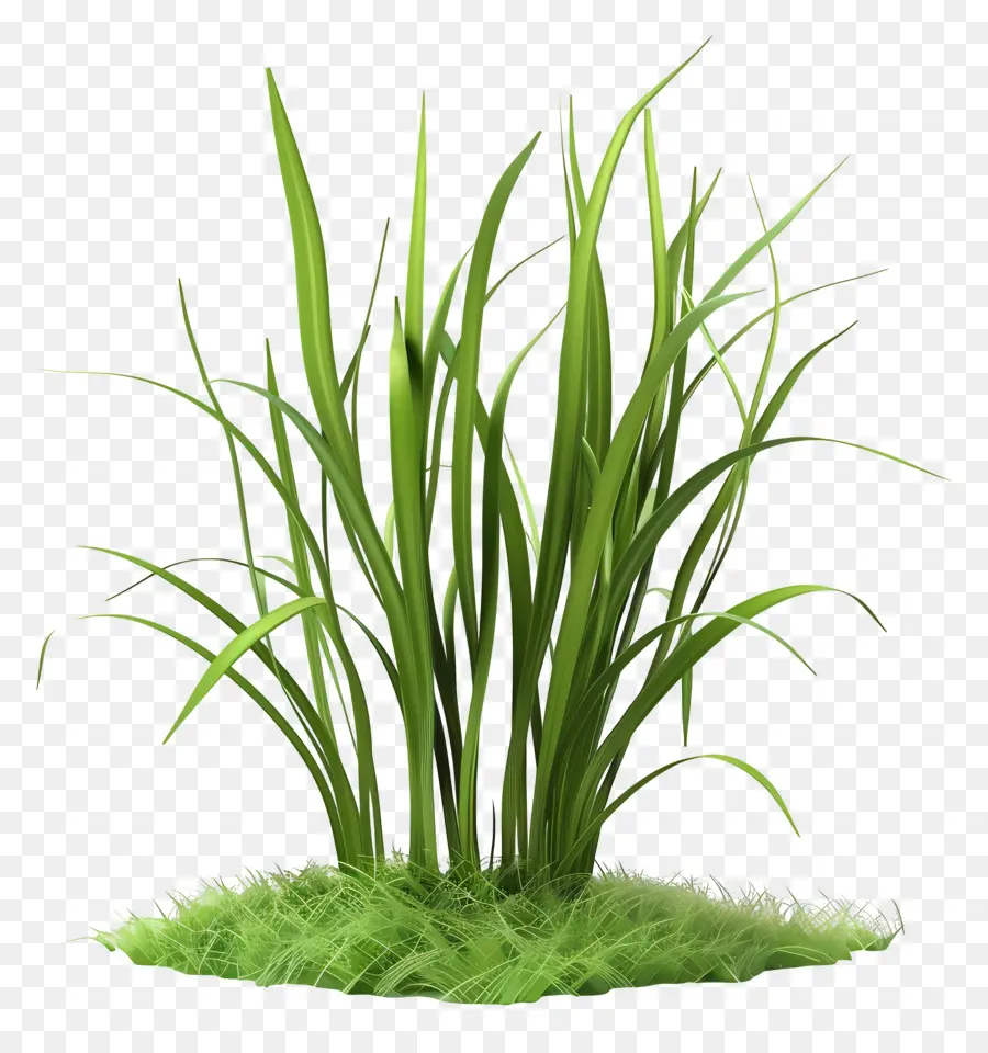 Planta De Grama，Grama Verde Brilhante PNG