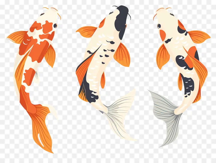 Peixe Koi，Três Peixes Koi Detalhados PNG