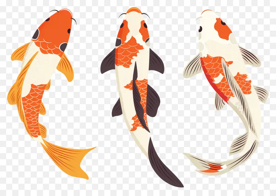 Peixe Koi，Três Peixes Koi Detalhados PNG