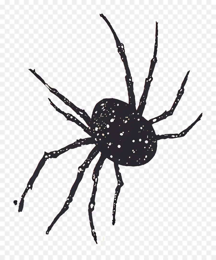 Teia De Aranha，Aranha Negra PNG