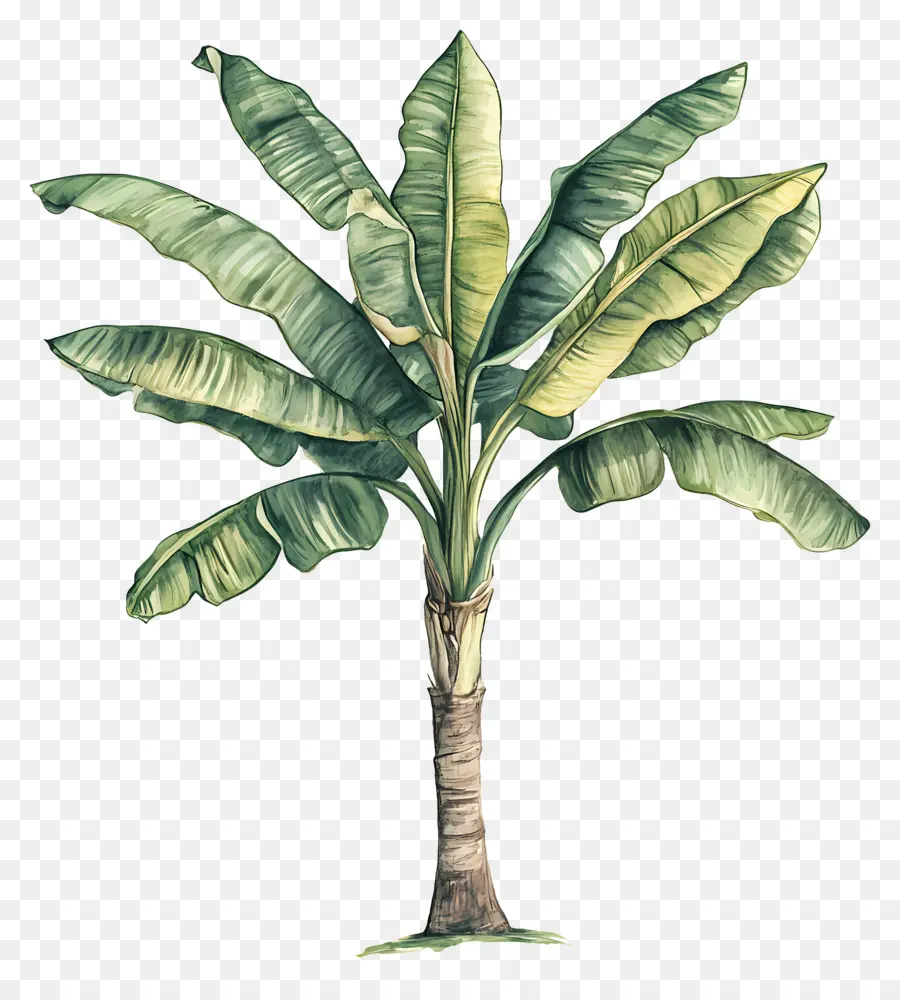 Bananeira，Plantar PNG