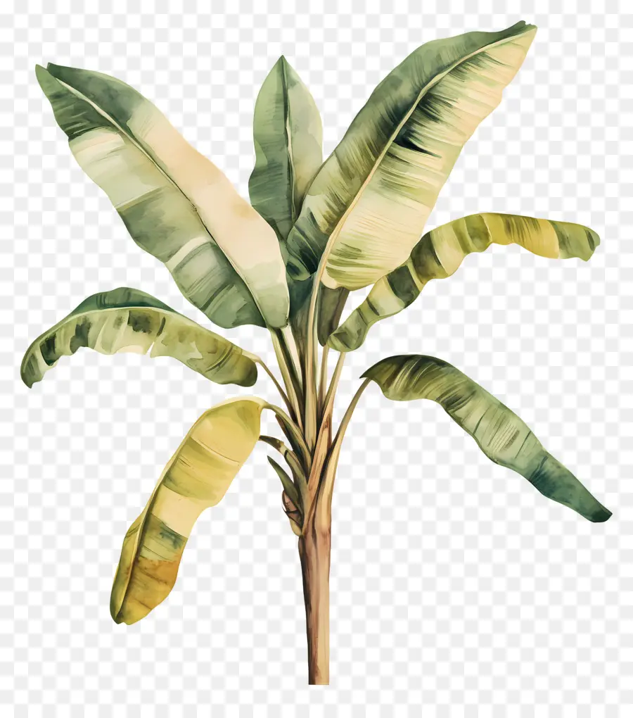 Bananeira，Plantar PNG