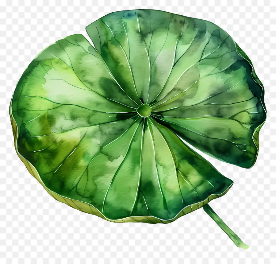 Folha De Lótus，Folha De Lótus Verde PNG