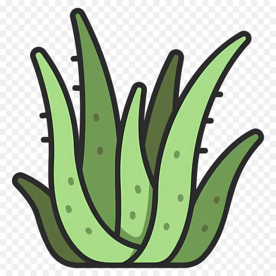 Aloe Vera，Planta De Aloe Vera PNG