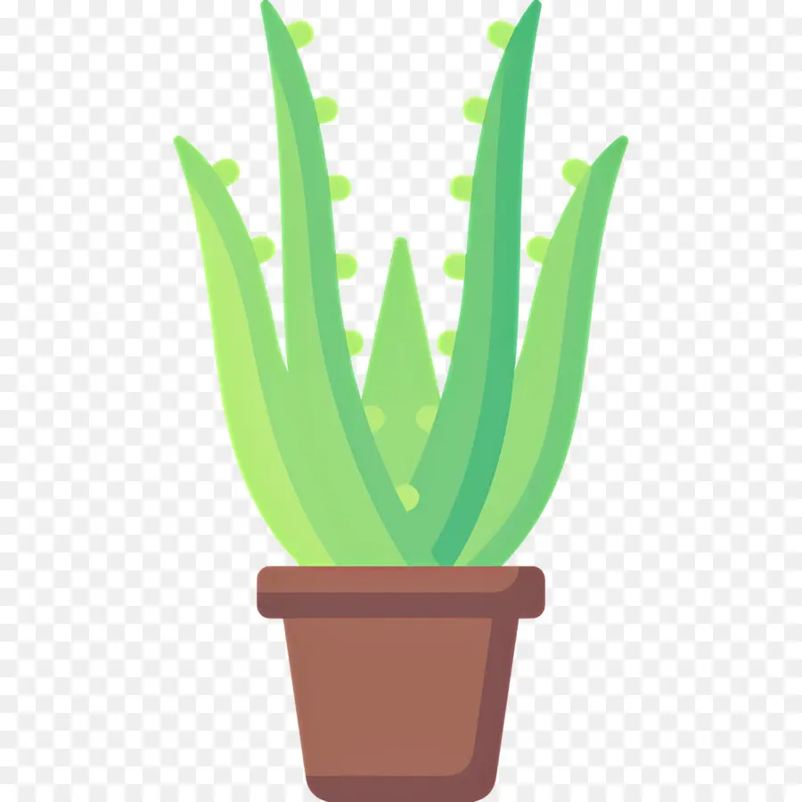 Aloe Vera，Aloe Vera Em Vaso PNG