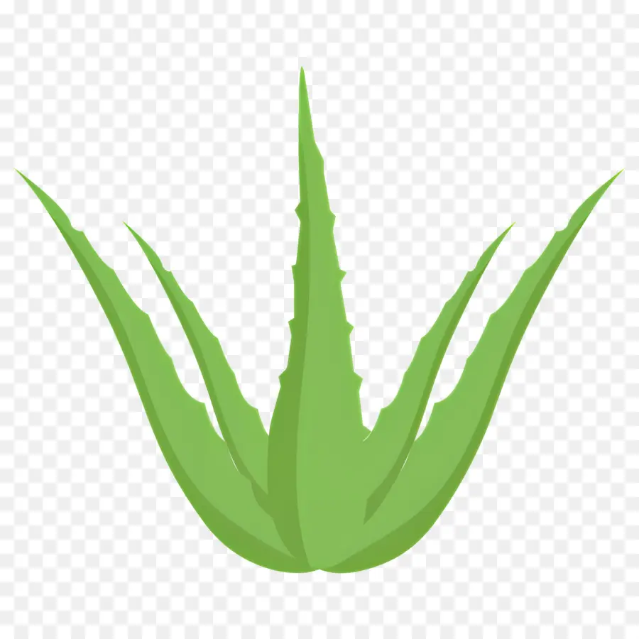 Aloe Vera，Planta Verde PNG