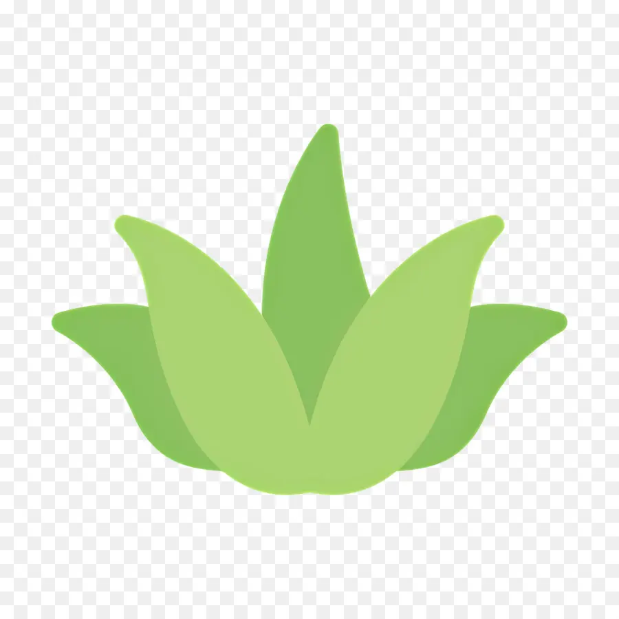 Aloe Vera，Folhas Verdes PNG