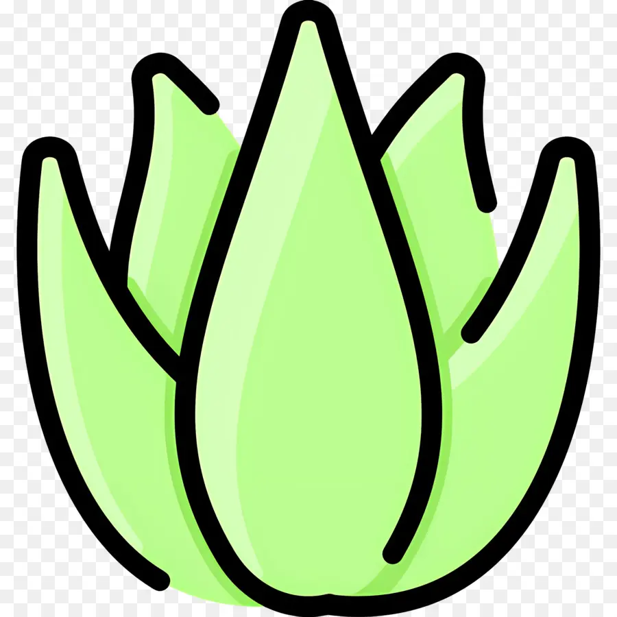 Aloe Vera，Folhas PNG